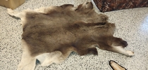 Hirven vasan talja, 1,6m x 1,8m